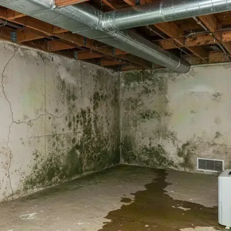 Professional Mold Removal in Country Club Hills, MO